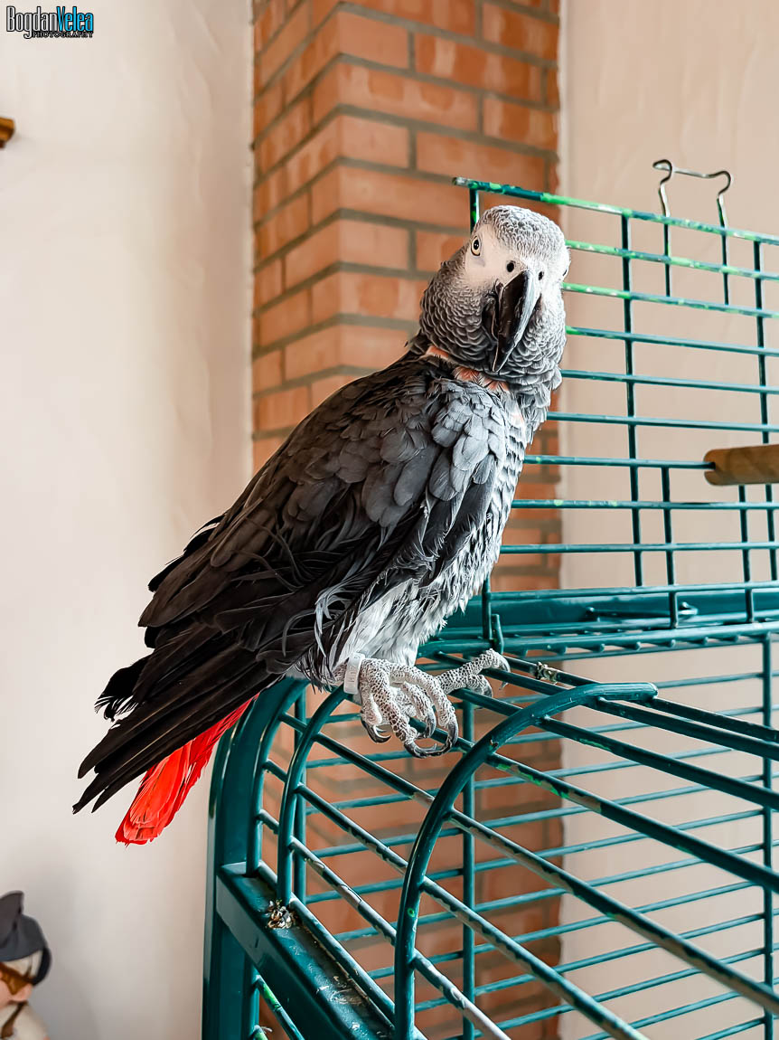 Fane, papagalul vorbitor de la Resortul Casa Comana