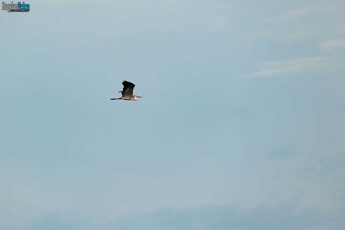 Păsări sălbatice în Delta Neajlovului din Comana