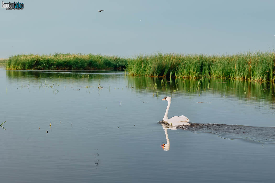 Peisaj din Delta Neajlovului lângă ILUSTRO Casa Comana