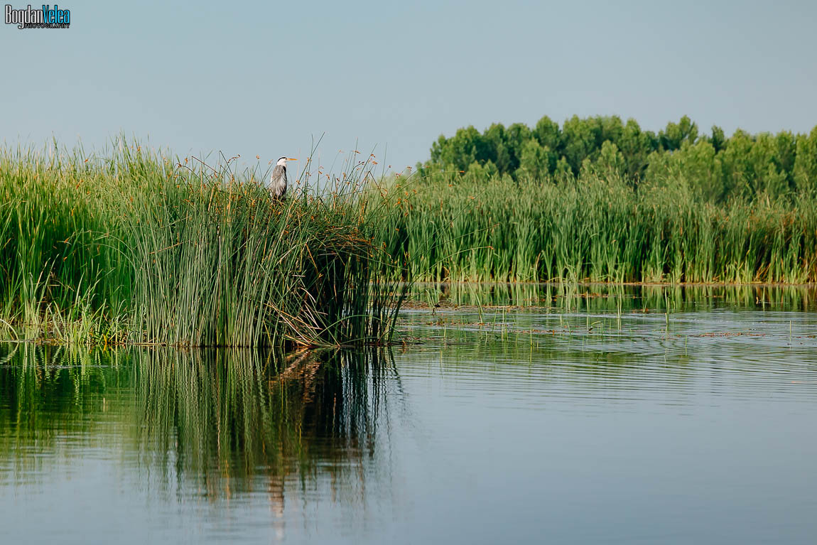 Natura și canalele Deltei Neajlovului de la Comana