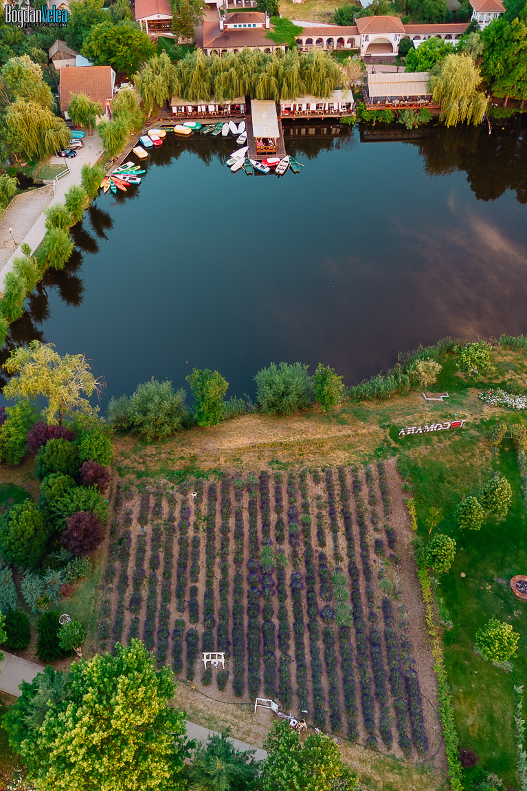 Câmp de lavandă din Resortul Casa Comana