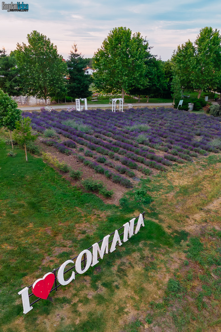 Lavandă înflorită la Resortul Casa Comana